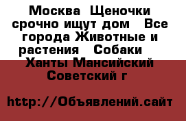Москва! Щеночки срочно ищут дом - Все города Животные и растения » Собаки   . Ханты-Мансийский,Советский г.